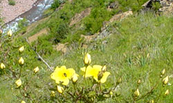 Цветы на склоне горы