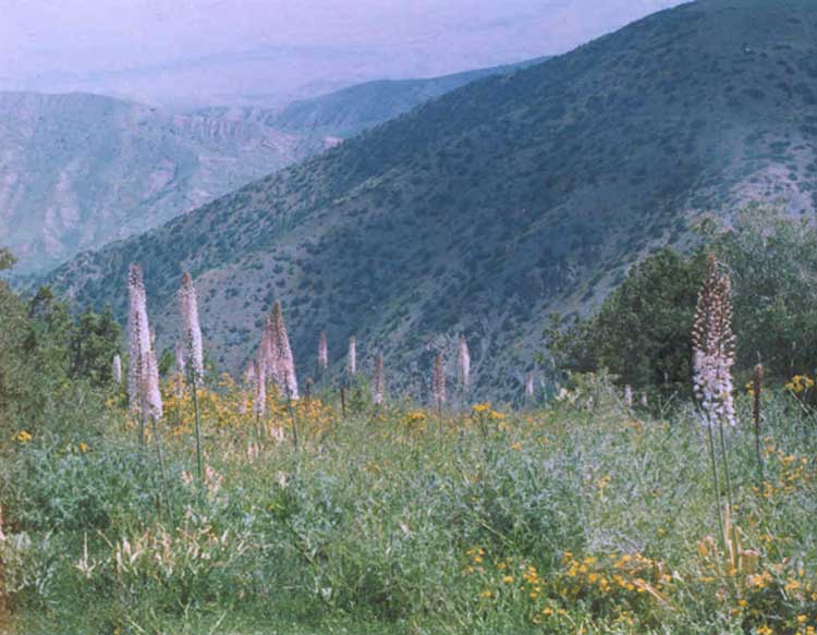 Фотогалерея гор Чаткальского и Кураминского хребтов. Фото Ангрена ...